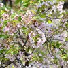 桜の色の話