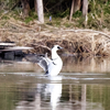 2023.2.3　河川敷に野鳥を探して......20選