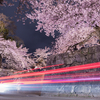 夜桜ドライブ