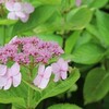 雨の紫陽花