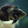 アストロノトゥスの仲間 Astronotus spp.