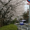 加西病院の廻りは花盛り