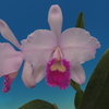 Cattleya trianae 'La Major'