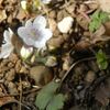 雪割草Flowers in lingering snow