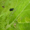 野菜の虫～！