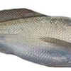 蒲鉾の原料にはこの魚が一番　”イシモチ”