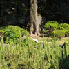 2026-05-30 それ、さぎです。（5月末の日比谷公園）