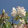 初夏雑詠（２）