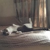 とんでもなくリラックスタイム：保護猫日記。3歳11ヵ月（213週）