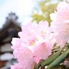 名残の桜と音無の滝リターンズ