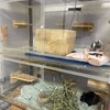 しろごまあん1105日目