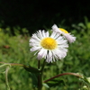 初夏に目にする白いお花１０選　５月や６月に目にする山野草たち