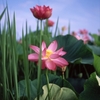 夏の空とハスの花