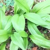 【春の山菜狩り】行者にんにくのペンネとしょうゆ漬け