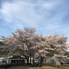 横川SAと長野原町役場の桜：まだまだ見られるところありまっせ。