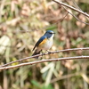 小宮公園で野鳥撮影 その２