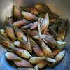 ミョウガが取れすぎた。