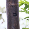 Black-cheeked Woodpecker ホオグロミヤビゲラ
