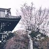 京都の華やかな春：梅宮大社の桜祭と神幸祭