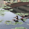 流木から逃げる鴨20250926