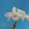 Dendrobium nobile fma. carnea 'F. Arima' CHM/JOGA 