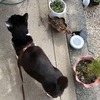 あついさんぽ。
