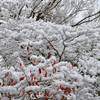 雪景