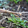 コカマキリ・・・好奇心旺盛で華奢なヤツ