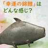 古代の酒器「尊」は珍しくないものの、鯉の形をした尊は極めて珍しい