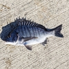 チヌ釣り🎣