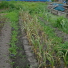 ニンニク（ホワイト６片、ジャンボ）を収穫しました。