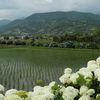 梅雨のお出かけ：大好きなアナベルと残念だった古民家