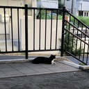 ねこぷりん