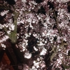 京都「知恩院」「祇園」桜 photo
