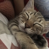 【猫ブログ】サラの寝顔集