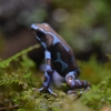 🐸体感型カエル館 KawaZoo❗️