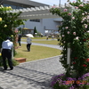 宇部空港のバラと、ときわ公園の花や白鳥パート2