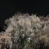 六義園の夜桜が綺麗だった！！