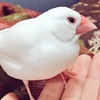 幸せの白い小鳥