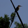 ブロンズミドリカッコウ(Dideric Cuckoo)