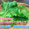 自宅で簡単に野菜を栽培　作る時期はいつでも！だから新鮮野菜♪