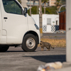 近隣港のねこさん