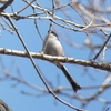 3月10日の野鳥観察＆今日の独り言