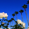 長居植物園　バラ園