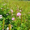 田んぼ風景★草笛になるスズメの鉄砲★れんげ草