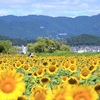太陽の花
