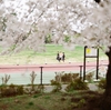 隠れた桜の名所 清美山公園 Nikon FM2