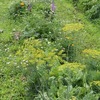 混植・花園農法のススメ