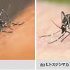 国連、デング熱撲滅へ
