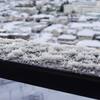 連日の雪の朝に一喜一憂